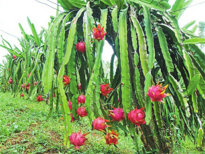 Benefit of Dragon Fruit