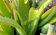 12 Proven Health Benefits of Aloe Vera