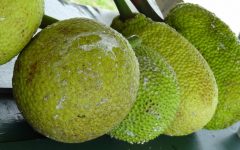 10 Proven Health Benefits of Breadfruit