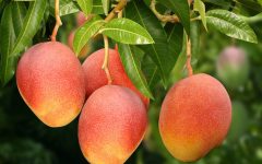 15 Proven Health Benefits of Mango