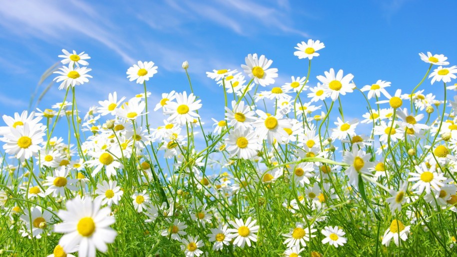 Chamomile Benefits