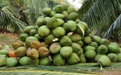 18 Proven Health Benefits of Coconut