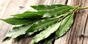 20 Proven Health Benefits of Eucalyptus