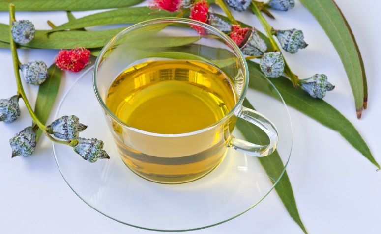 Eucalyptus Tea Benefit