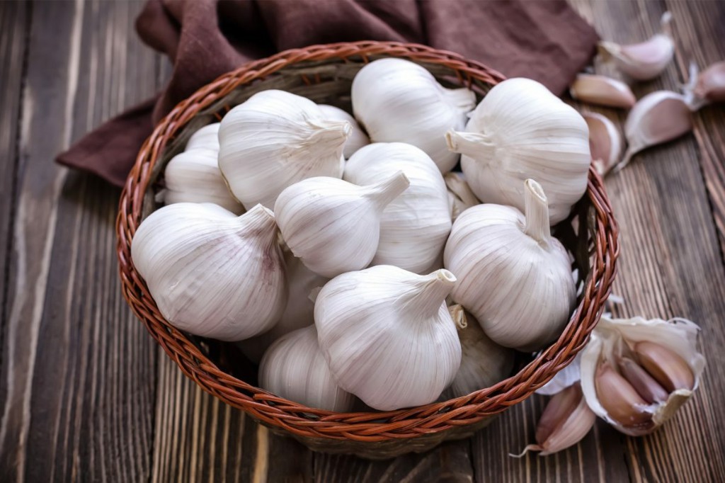 Garlic