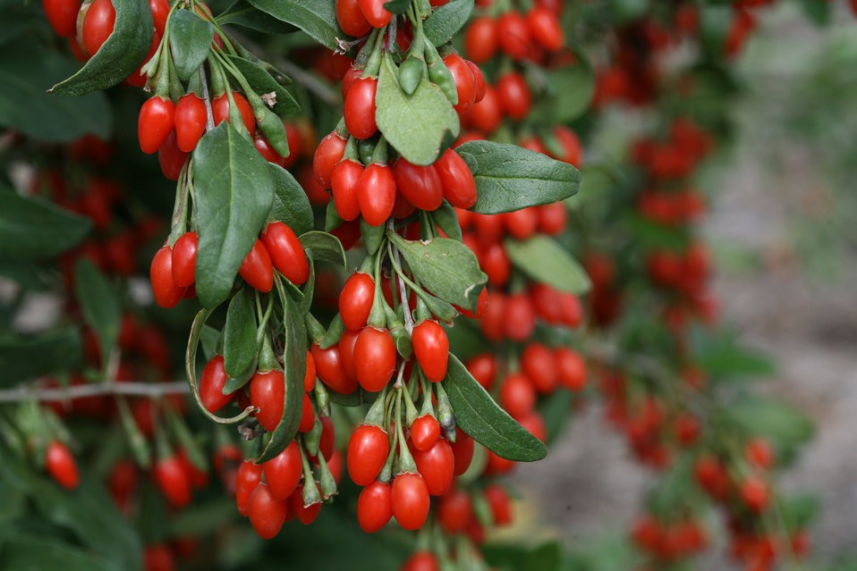 Goji Berry