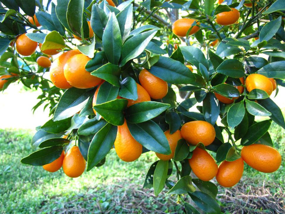 Kumquats benefits