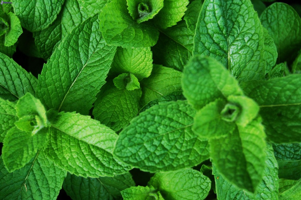 Mint Benefits