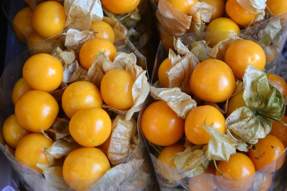 Physalis