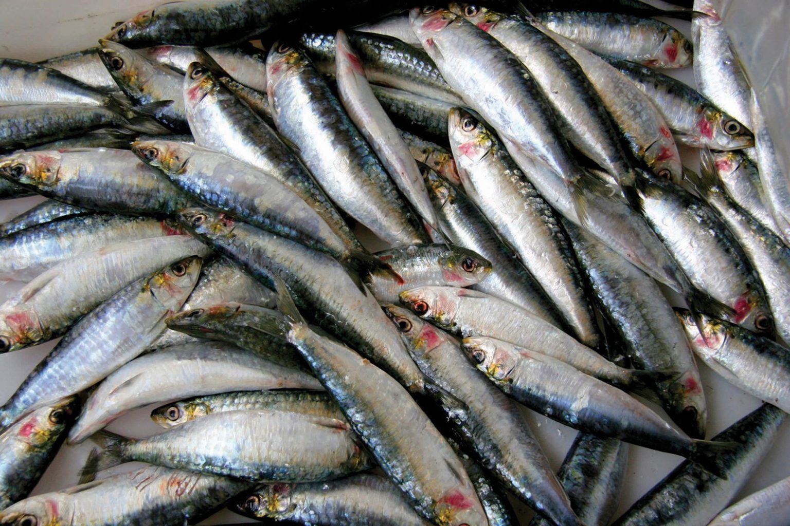 15 Proven Health Benefits of Sardines Health Tips