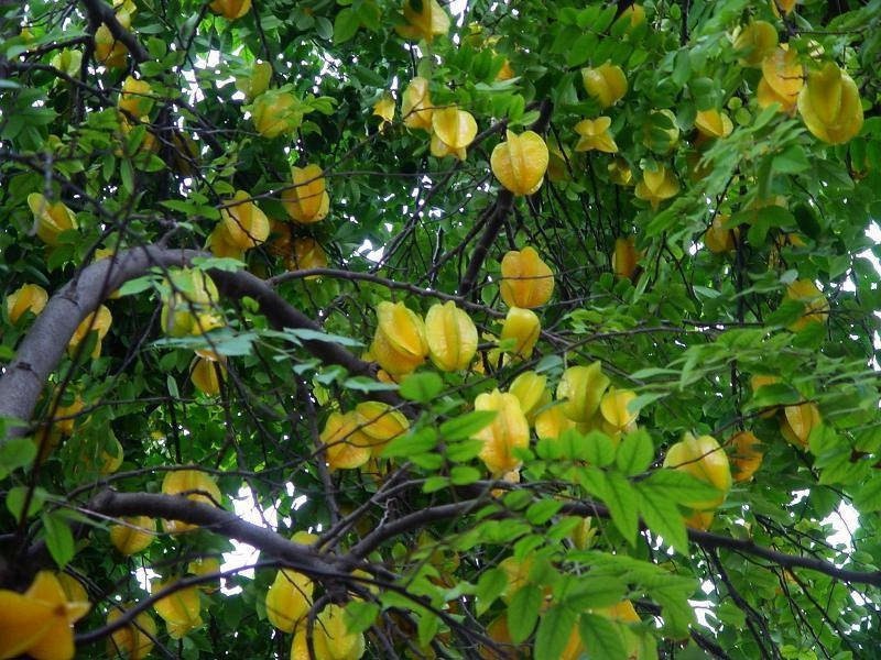 benefits of star fruit