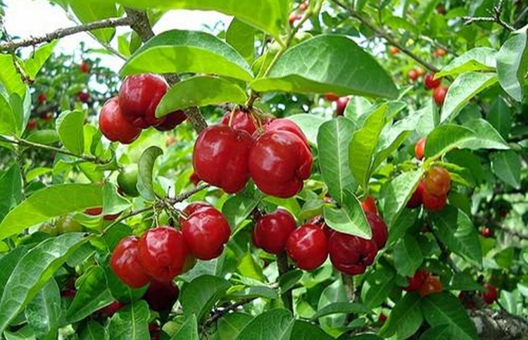 18 Proven Health Benefits of Acerola