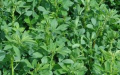 30 Proven Health Benefits of Alfalfa