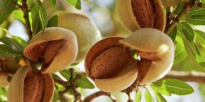 almond Benefit