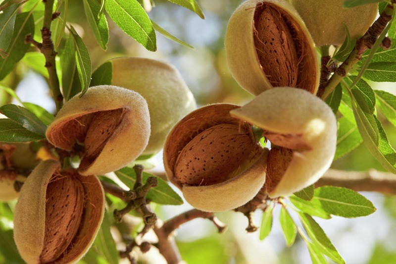 almond Benefit