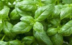 10 Proven Health Benefits of Basil