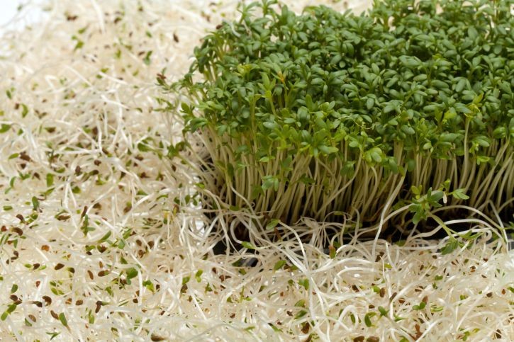 benefit of alfalfa