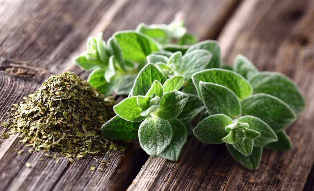 benefits of oregano