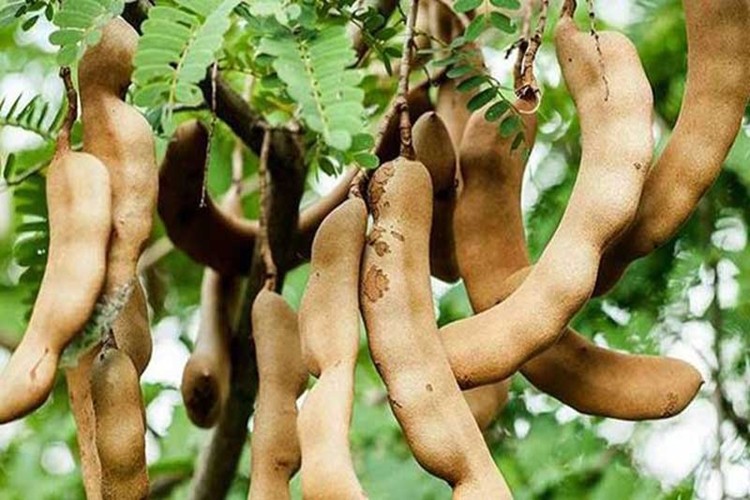 benefit of tamarind