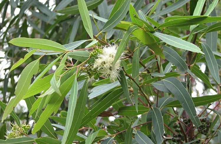 20 Proven Health Benefits of Eucalyptus