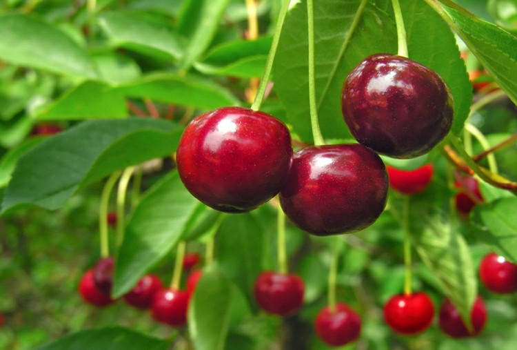 16 Proven Health Benefits of Cherry