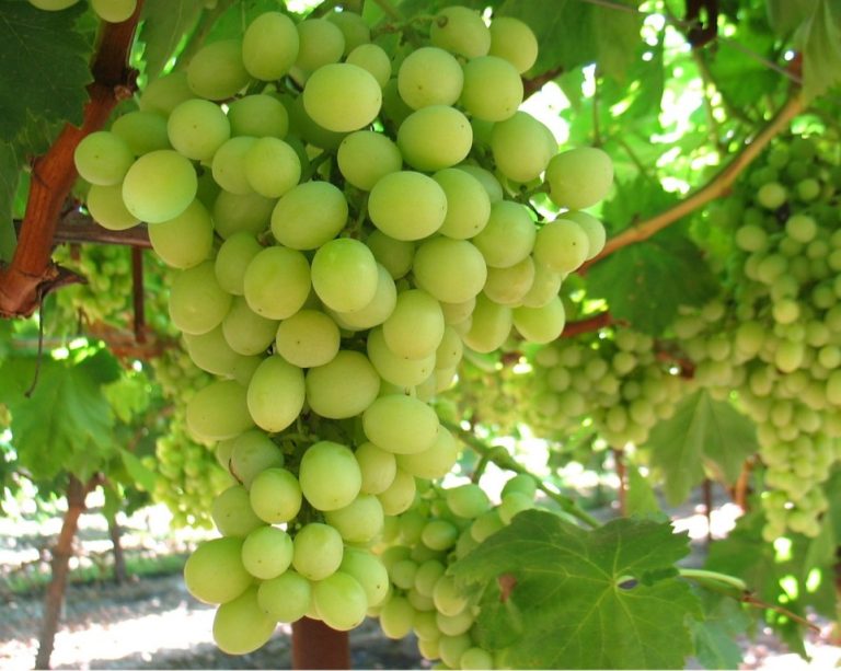 30 Proven Health Benefits of Green Grape Health Tips