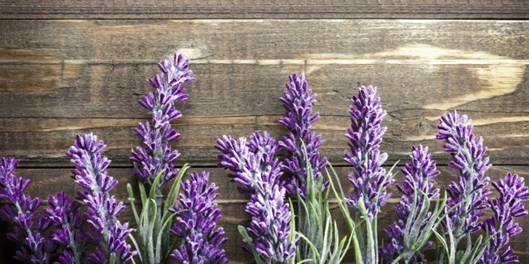 benefits lavender