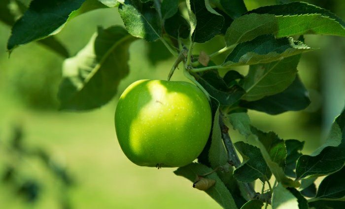 benefits of Green Apples