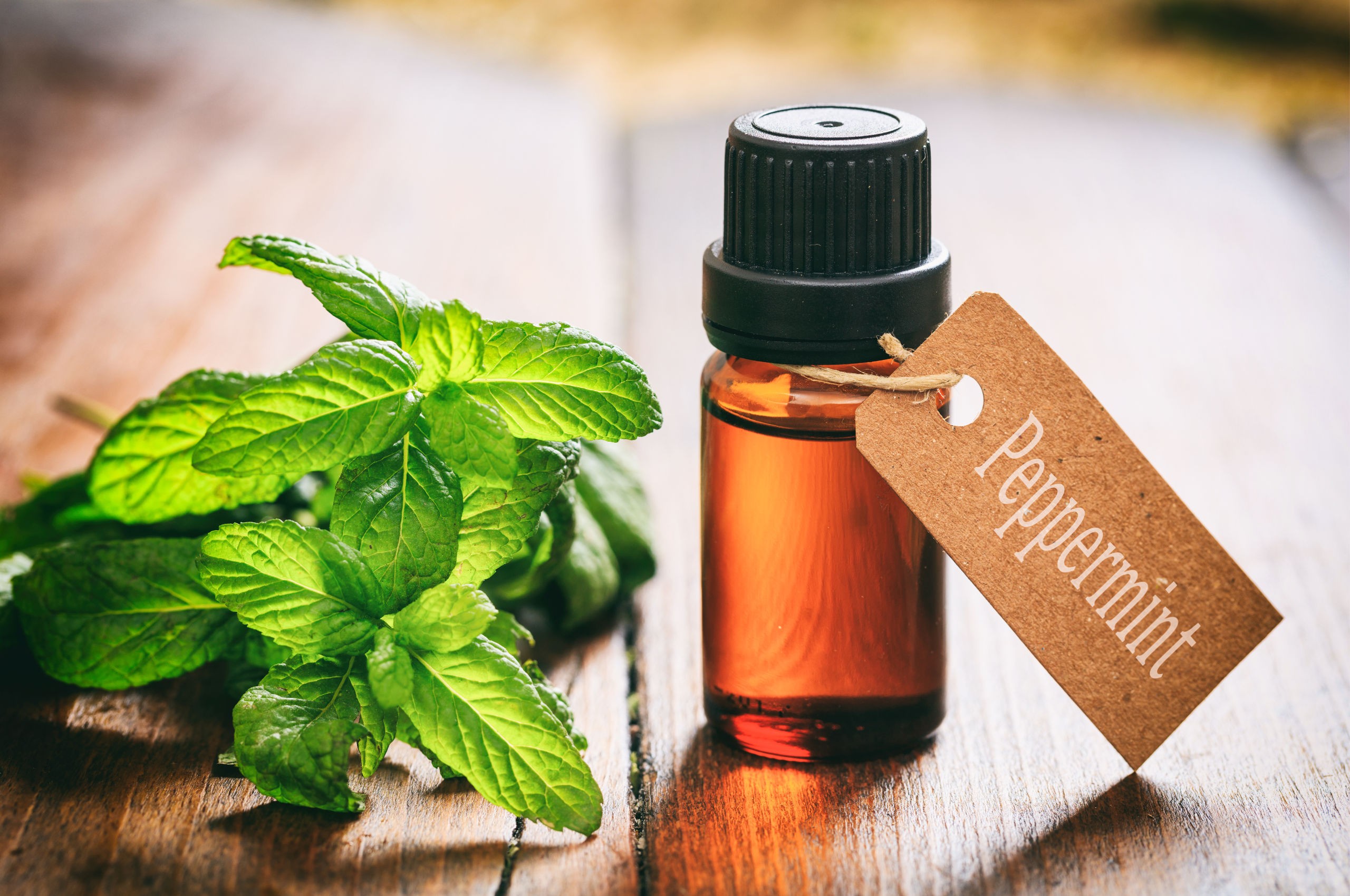 21 Proven Health Benefits Of Peppermint Oil Health Tips