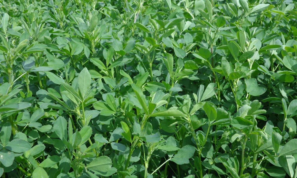 benefits of alfalfa