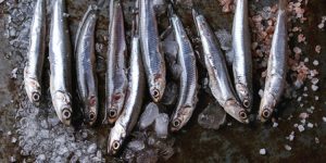 benefits of anchovy