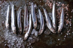 benefits of anchovy
