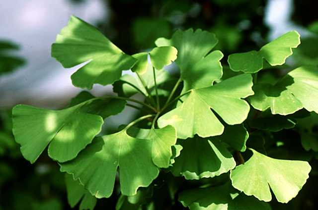 benefits of ginko biloba