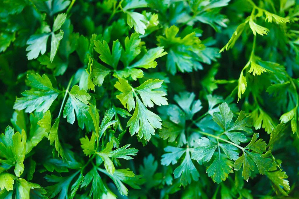 benefits Parsley