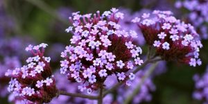 benefits of verbena