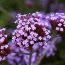 benefits of verbena