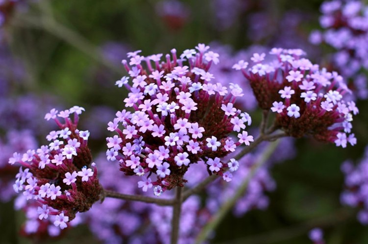 benefits of verbena