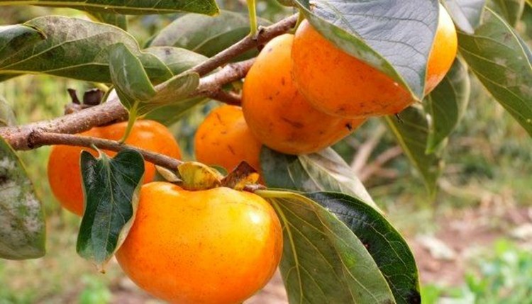 18 Proven Health Benefits of Persimmon