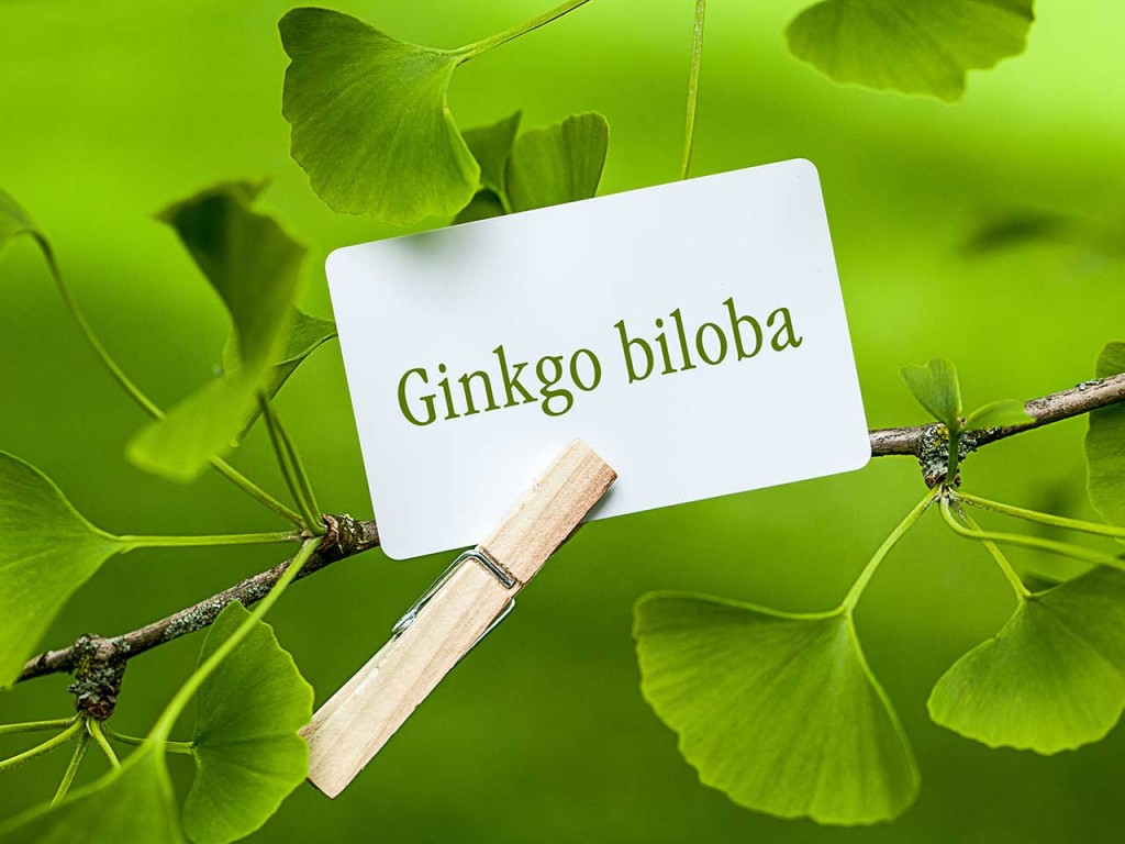 ginko biloba