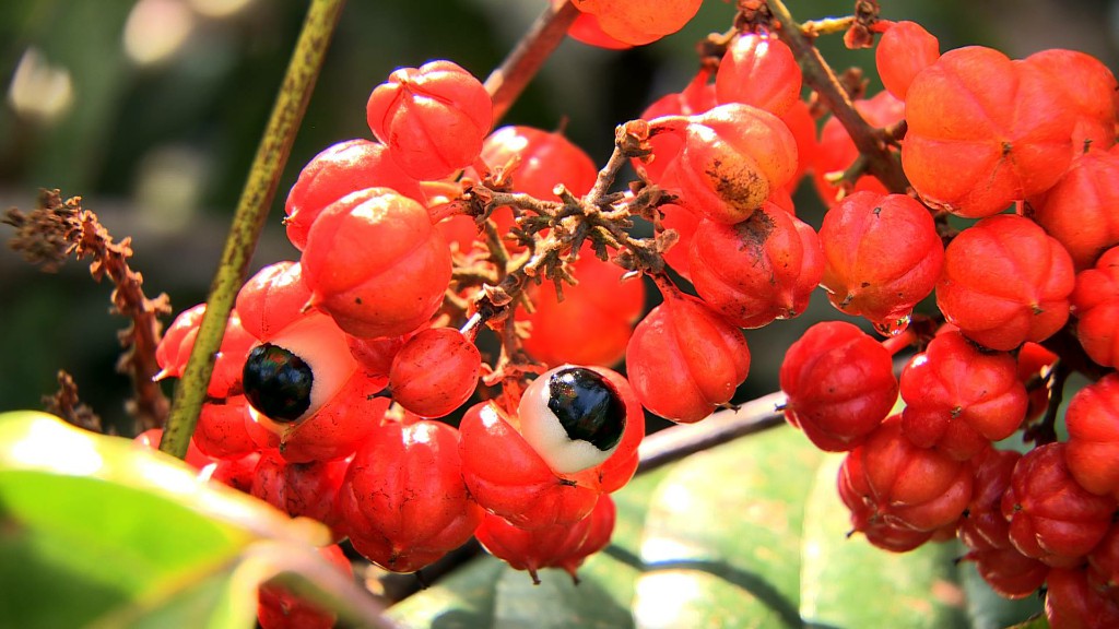 guarana benefits