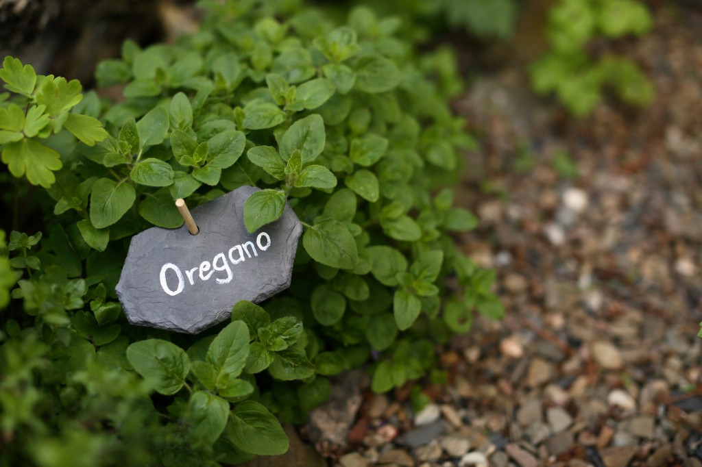 benefits of oregano