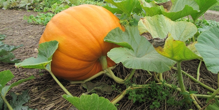 10 Benefits of Pumpkins Health