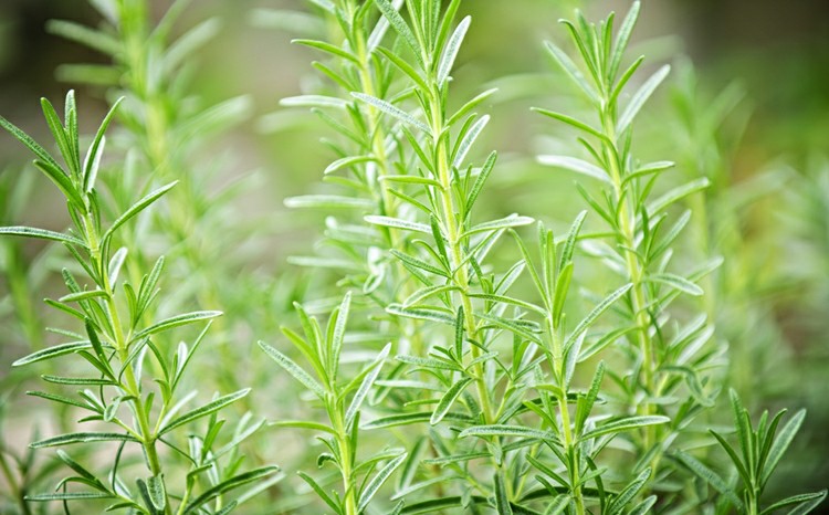 15 Proven Health Benefits of Rosemary