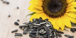 sunflower seed Benefit
