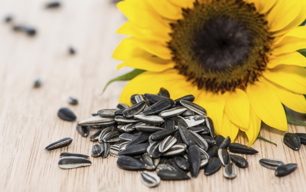 sunflower seed Benefit