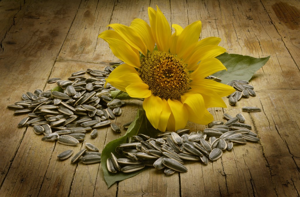 sunflower seed