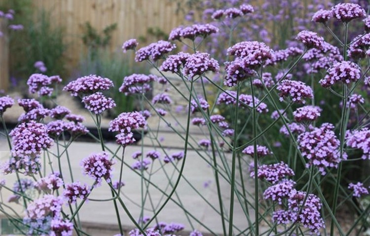 verbena